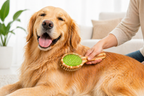 Dog being groomed with a brush by a person in a living room setting